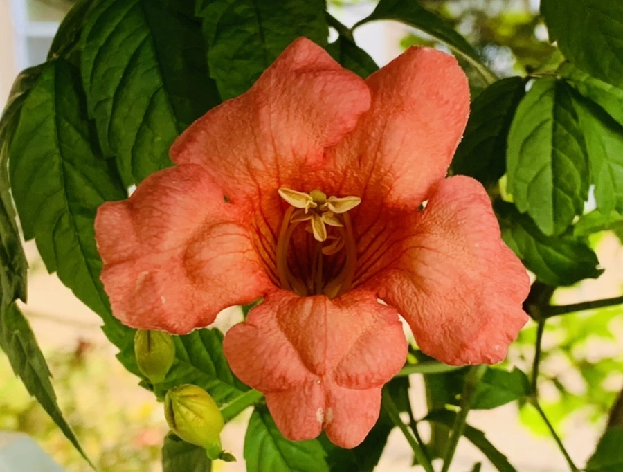 IMG_8678.jpg?type=w966