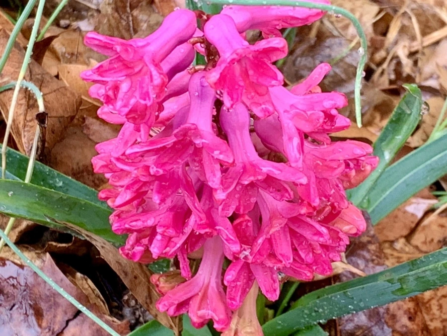 IMG_5041.jpg?type=w966