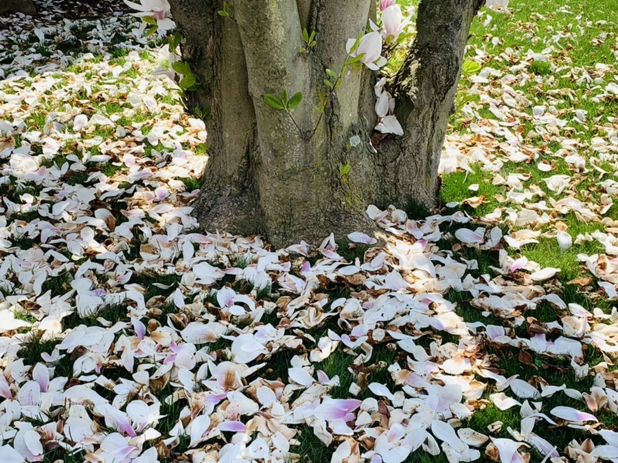 IMG_3939.jpg?type=w966