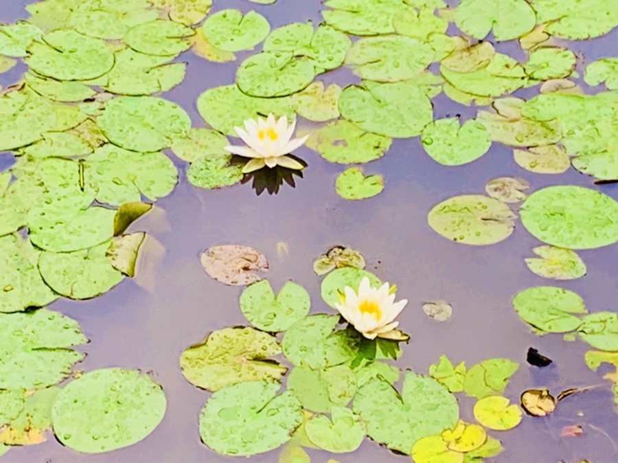 IMG_7828.jpg?type=w966