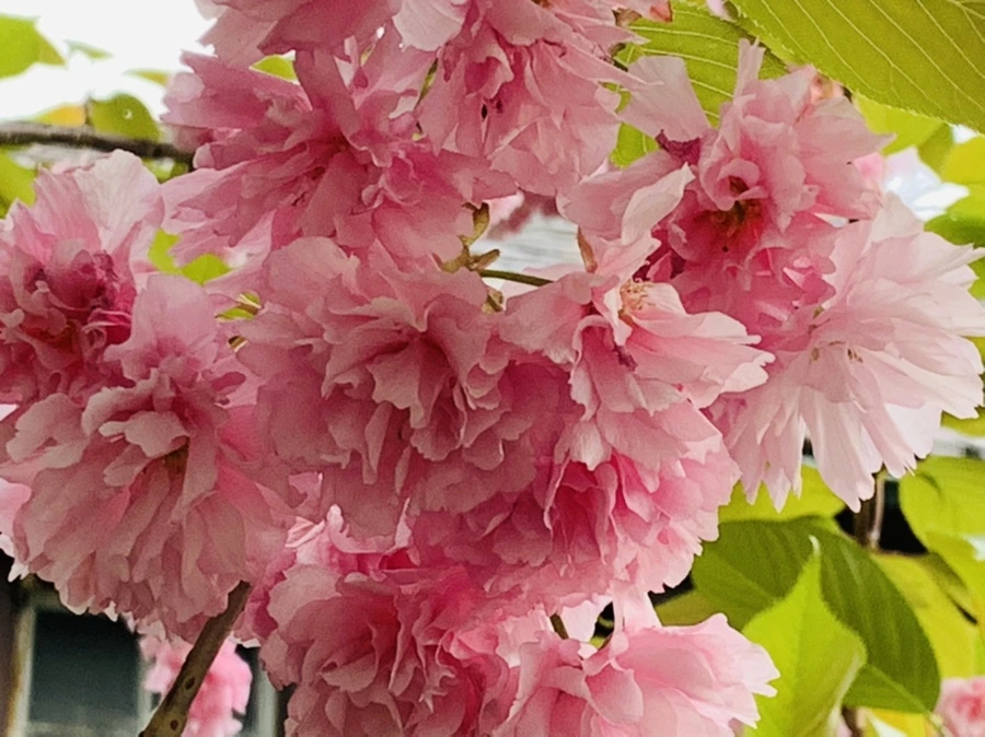 IMG_8984.jpg?type=w966