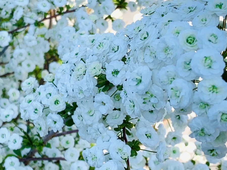 IMG_3295.jpg?type=w966