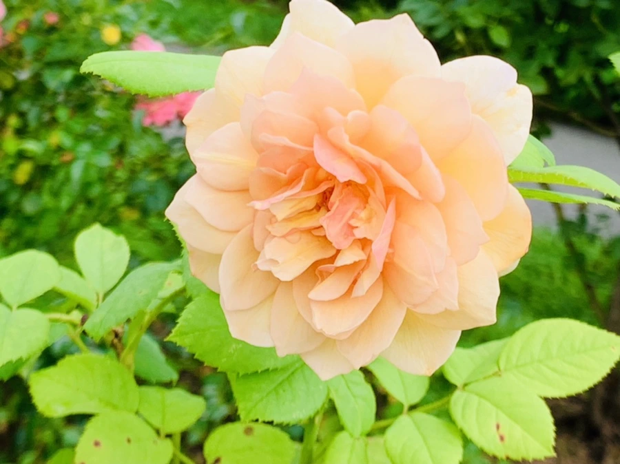 IMG_8735.jpg?type=w966