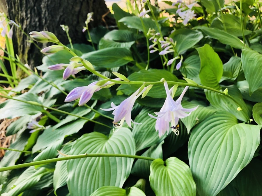 IMG_1859.jpg?type=w966