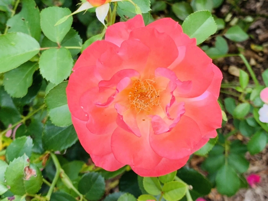 IMG_5045.jpg?type=w966