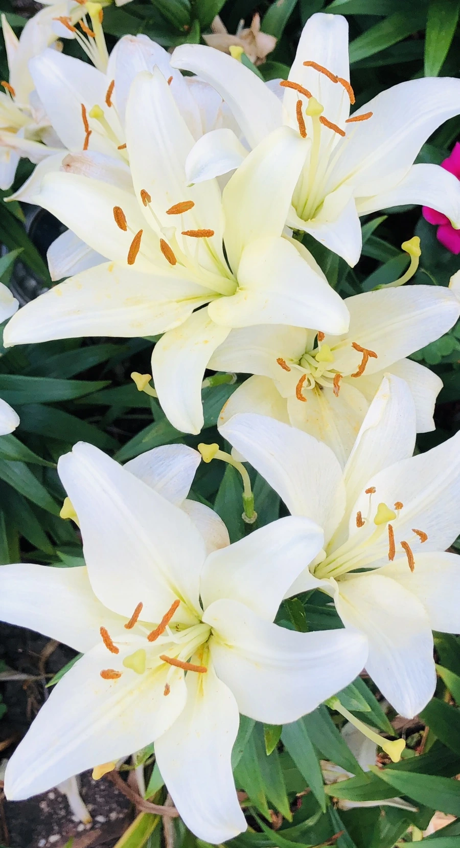 IMG_0910.jpg?type=w966