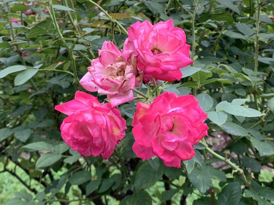 IMG_5084.jpg?type=w966