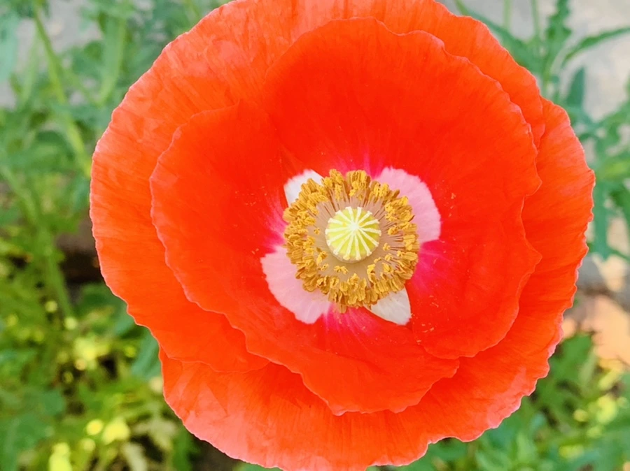 IMG_3474.jpg?type=w966