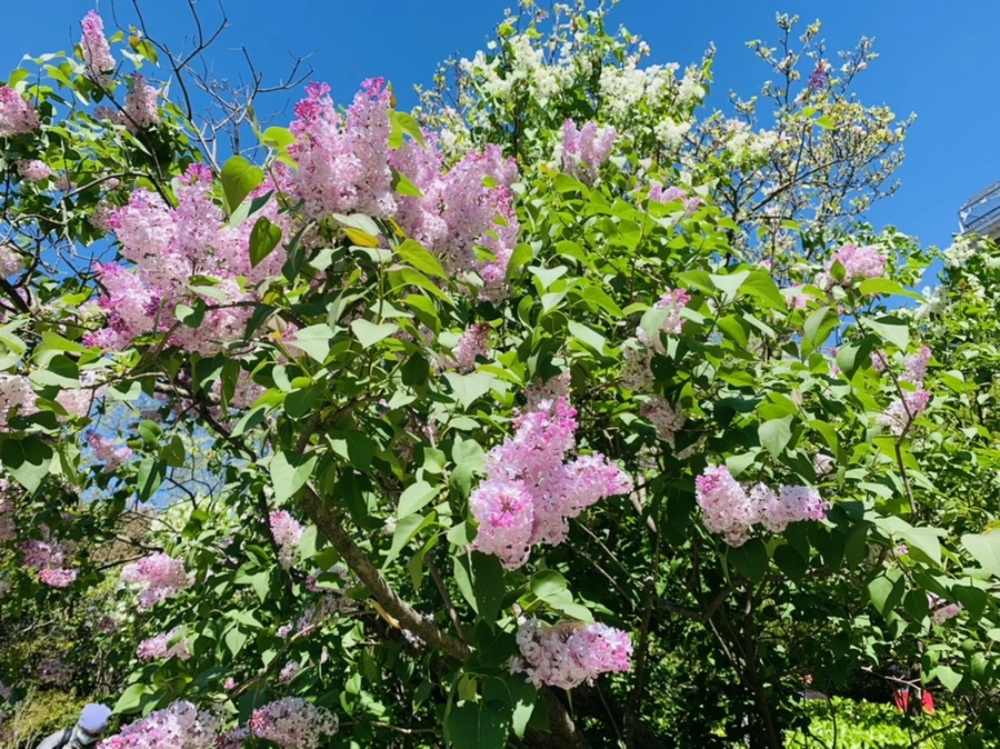 IMG_5725.jpg?type=w966