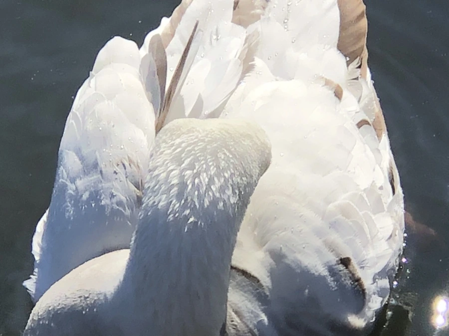 IMG_5224.jpg?type=w966