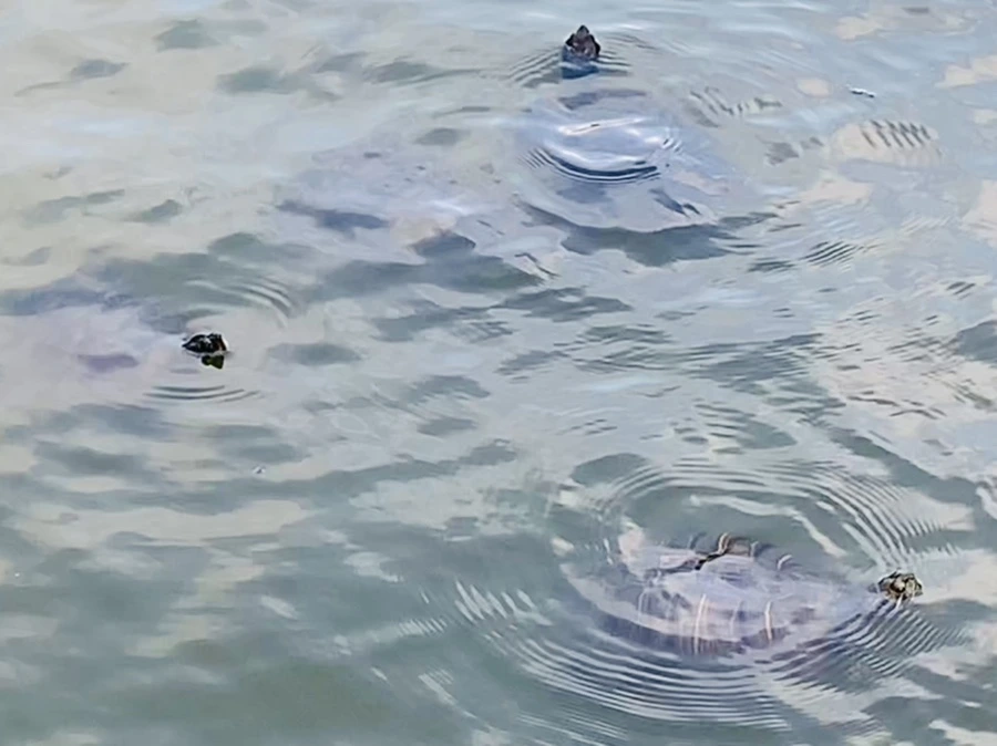 IMG_1689.jpg?type=w966