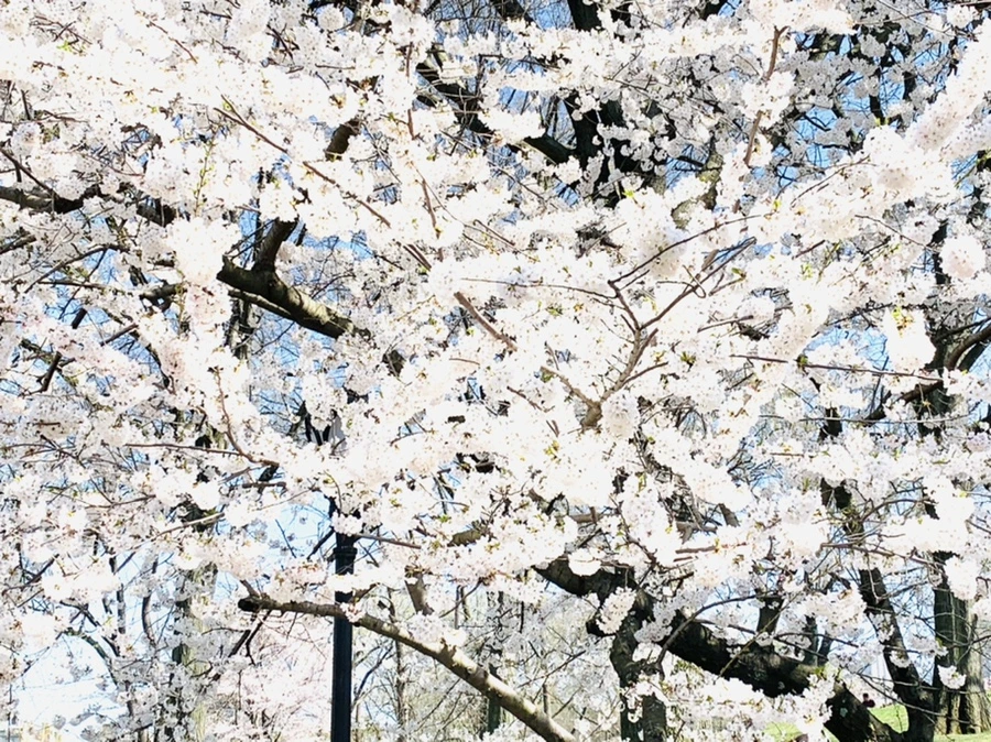 IMG_8995.jpg?type=w966