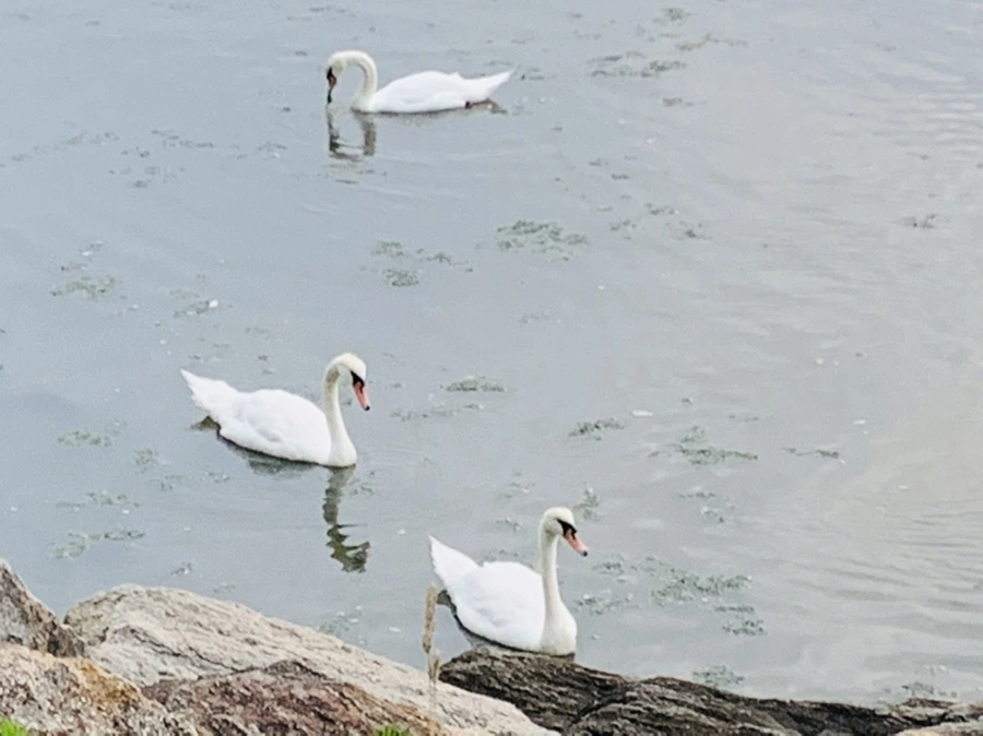 IMG_6347.jpg?type=w966