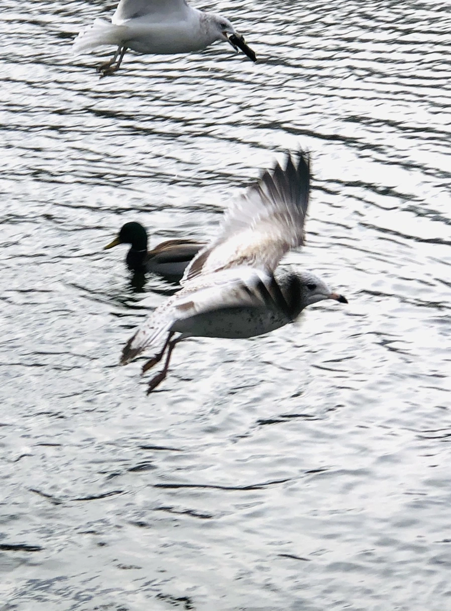 IMG_8692.jpg?type=w966