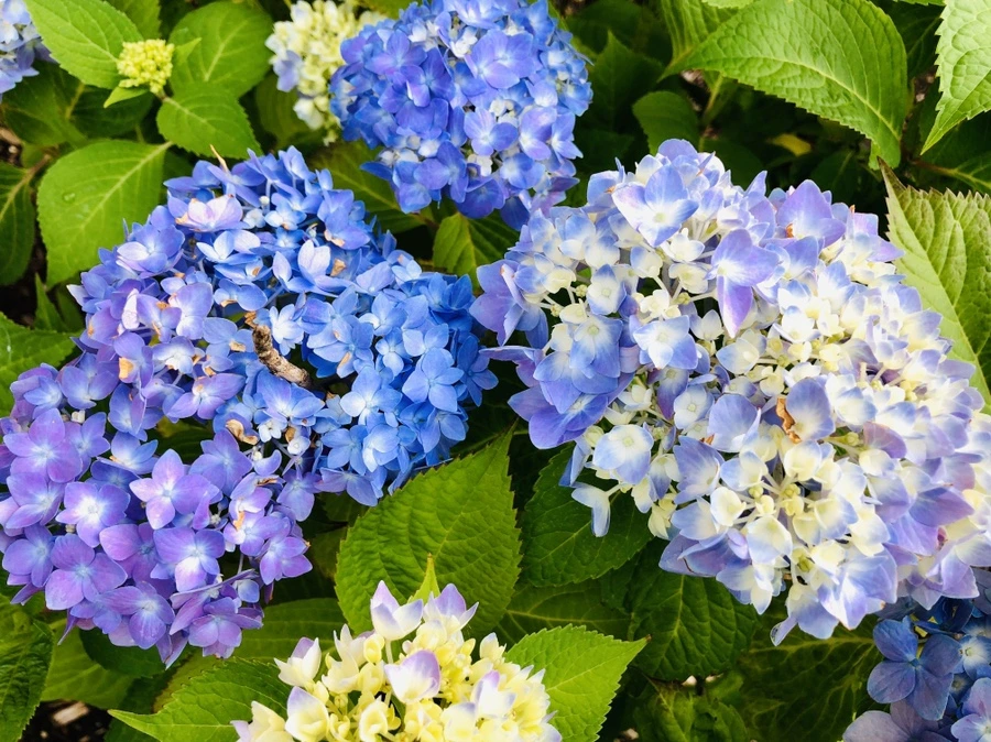 IMG_8749.jpg?type=w966