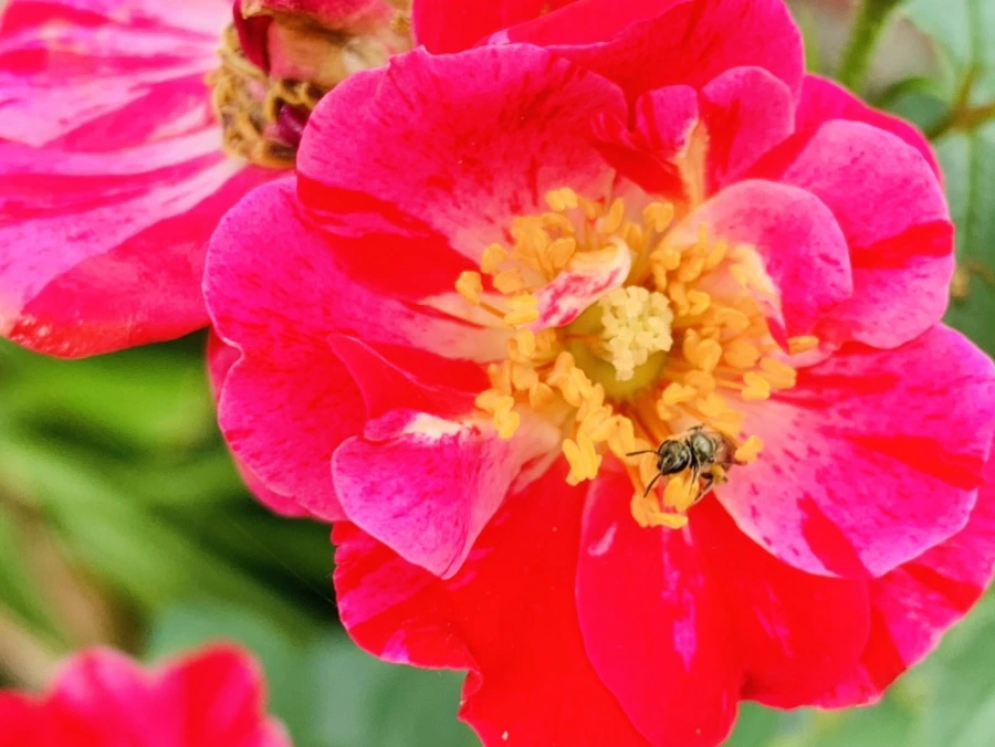 IMG_9033.jpg?type=w966