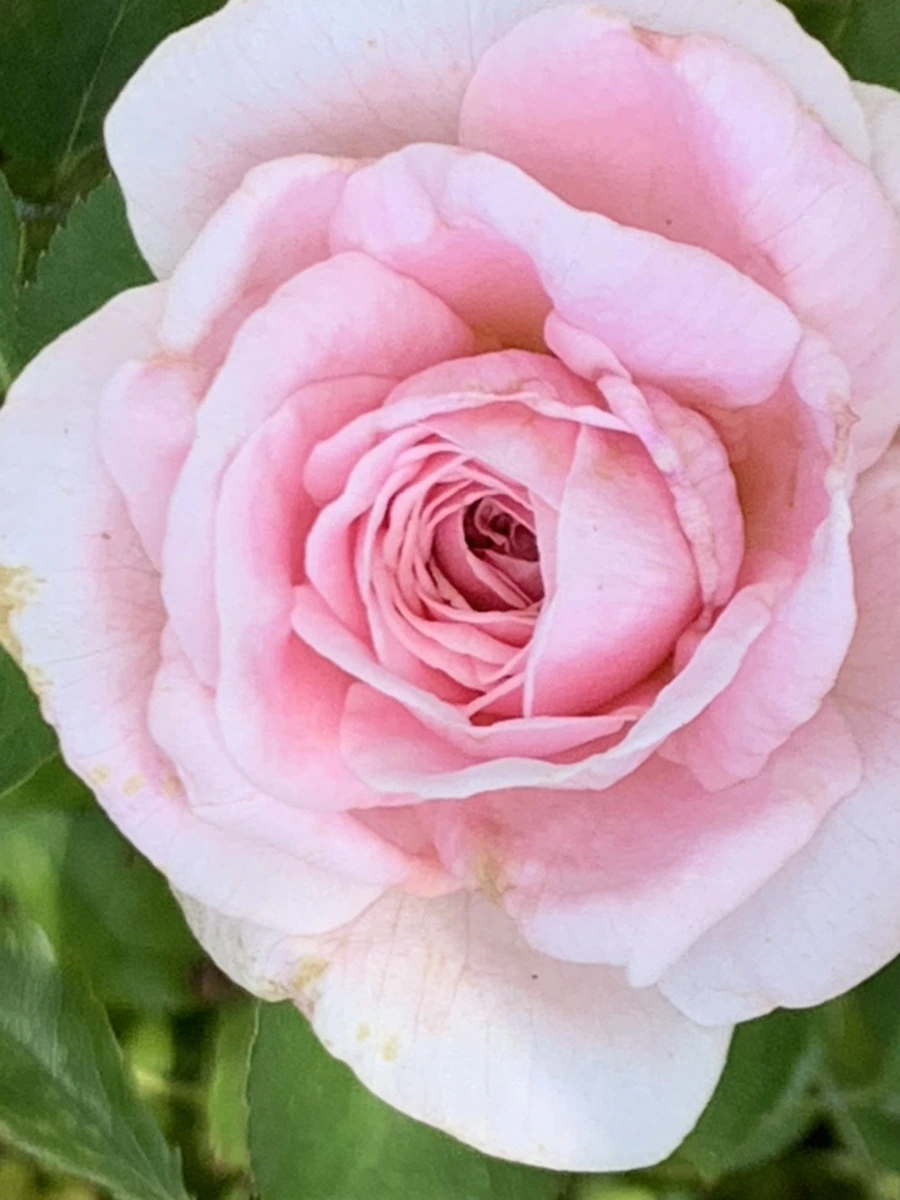 IMG_5445.jpg?type=w966