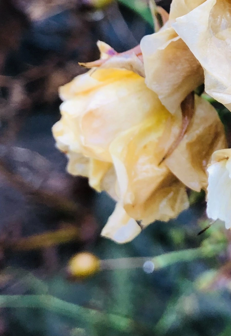 IMG_8067.jpg?type=w966