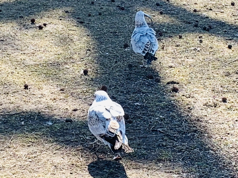 IMG_9284.jpg?type=w966