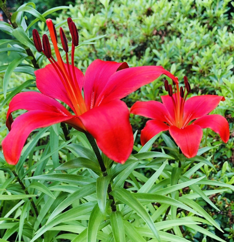 IMG_8921.jpg?type=w966