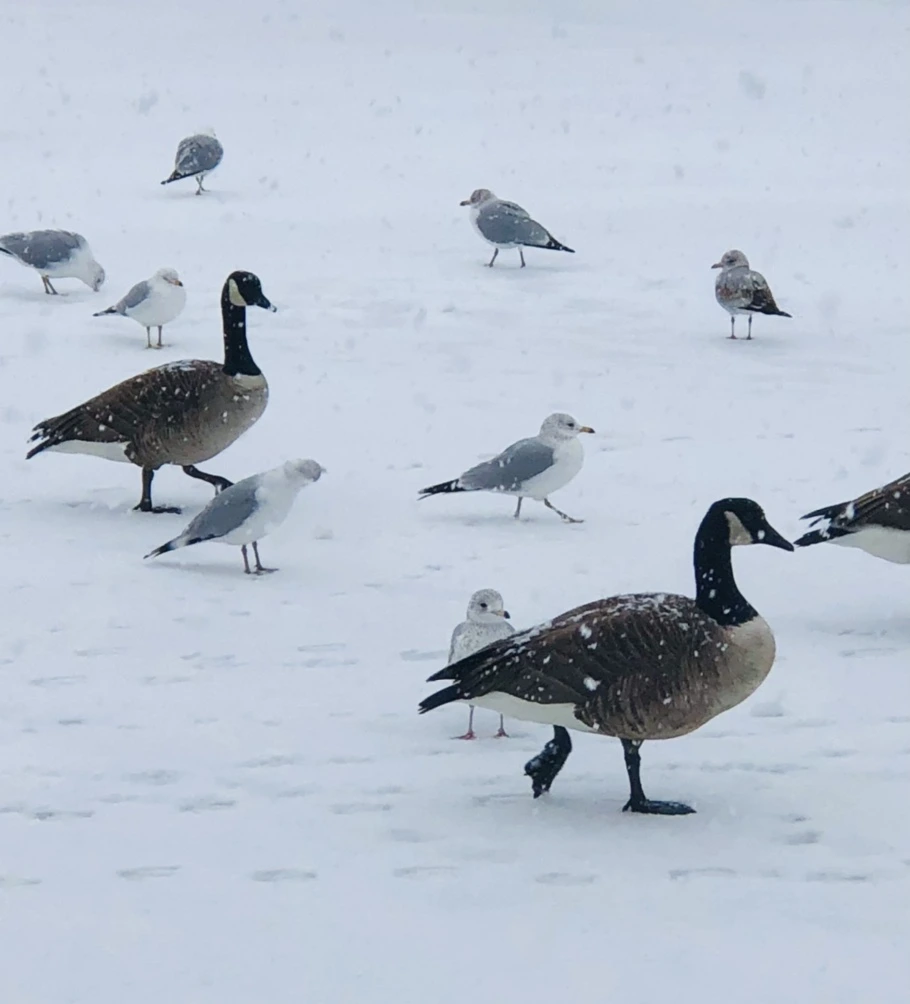 IMG_4046.jpg?type=w966