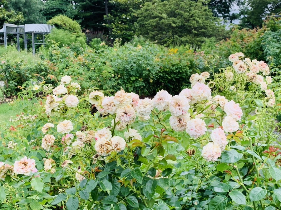 IMG_0438.jpg?type=w966