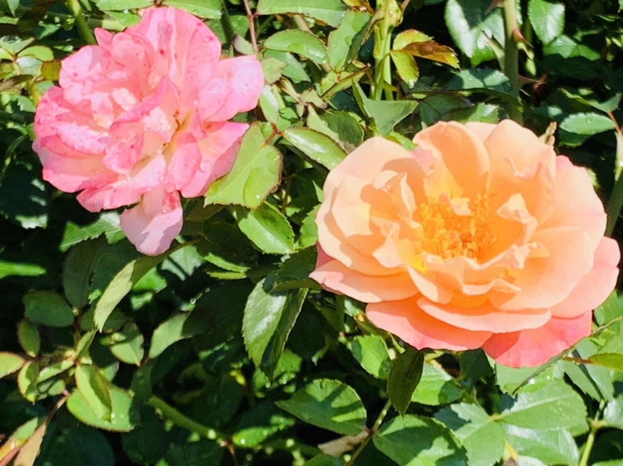 IMG_8450.jpg?type=w966