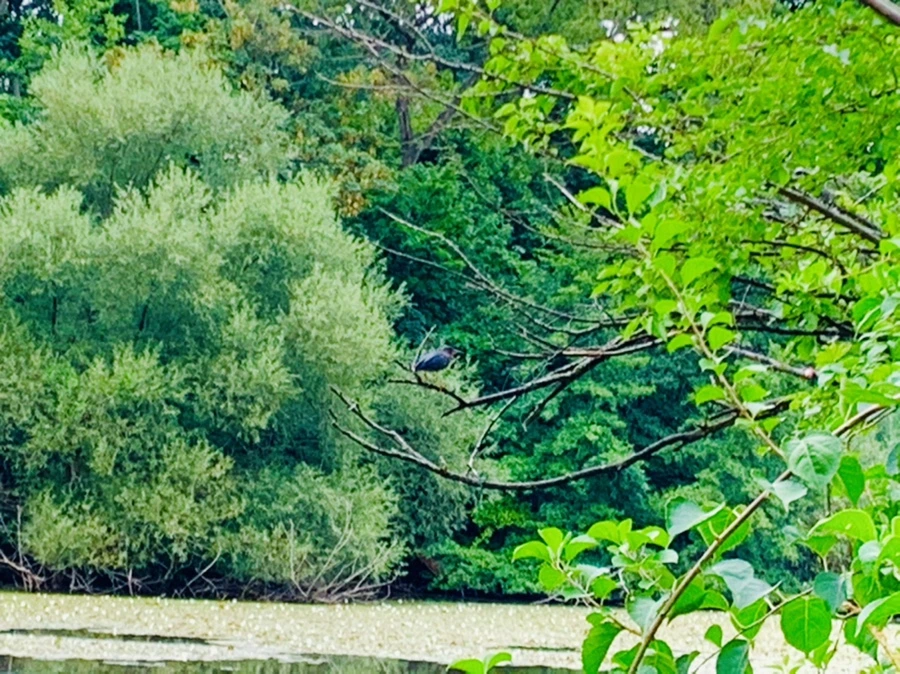 IMG_5187.jpg?type=w966