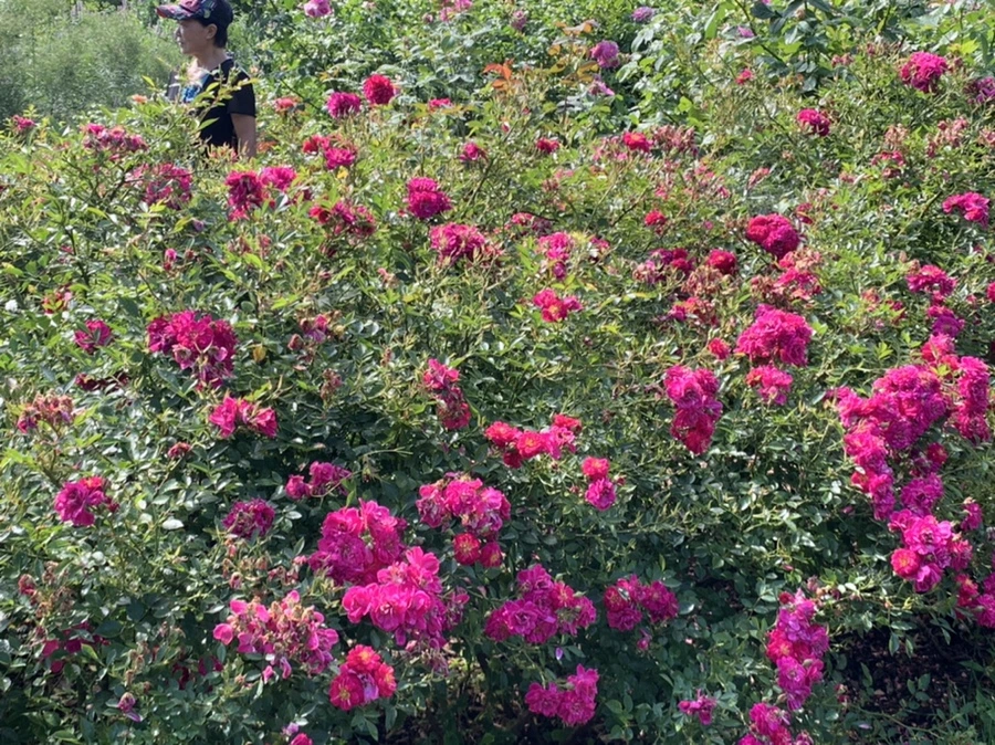 IMG_8391.jpg?type=w966