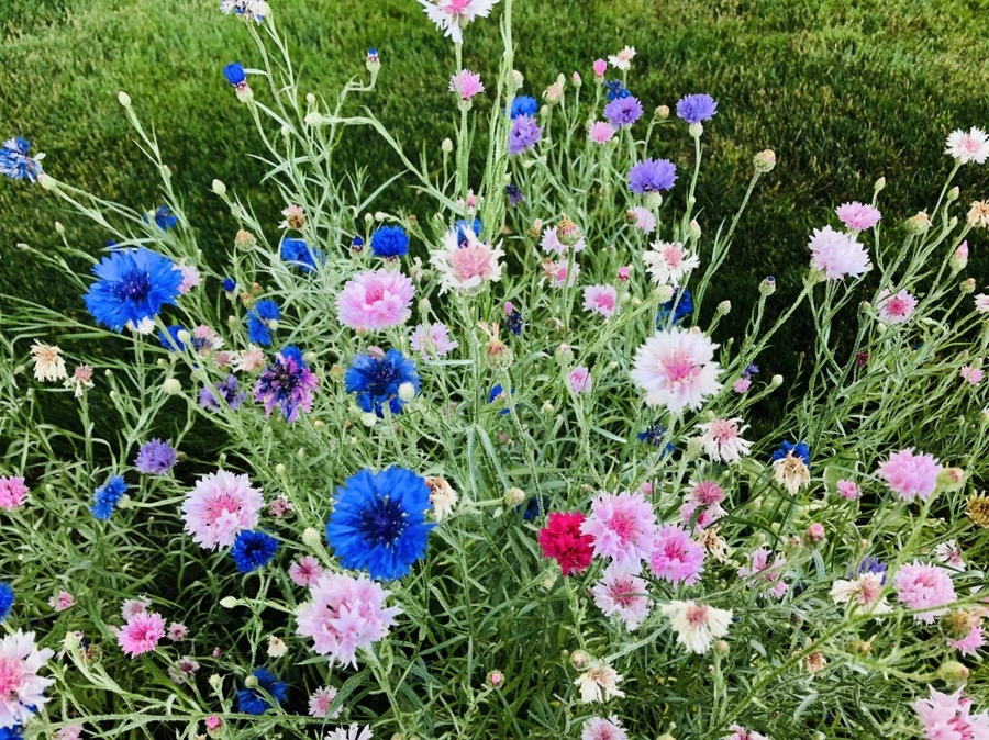 IMG_9188.jpg?type=w966