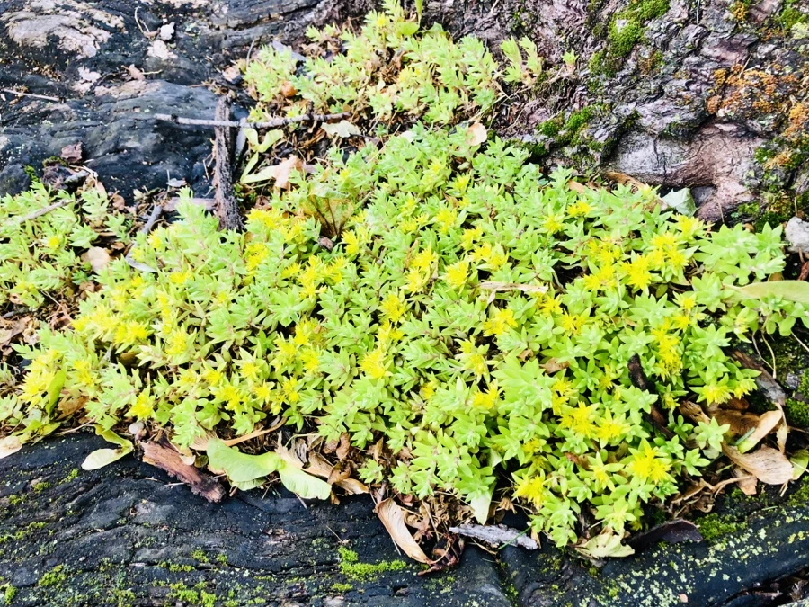 IMG_8032.jpg?type=w966