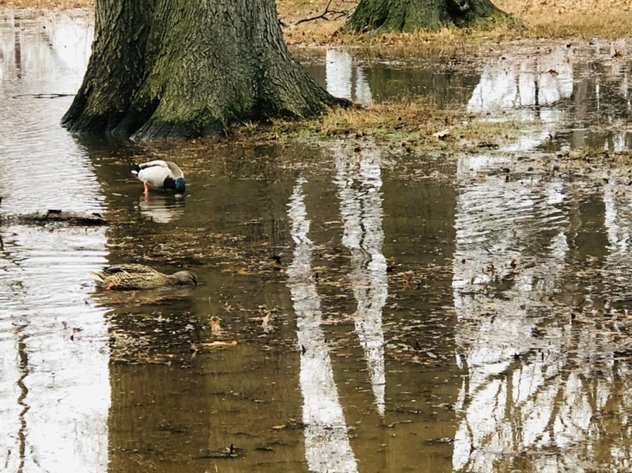 IMG_9499.jpg?type=w966