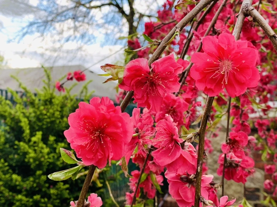 IMG_7928.jpg?type=w966