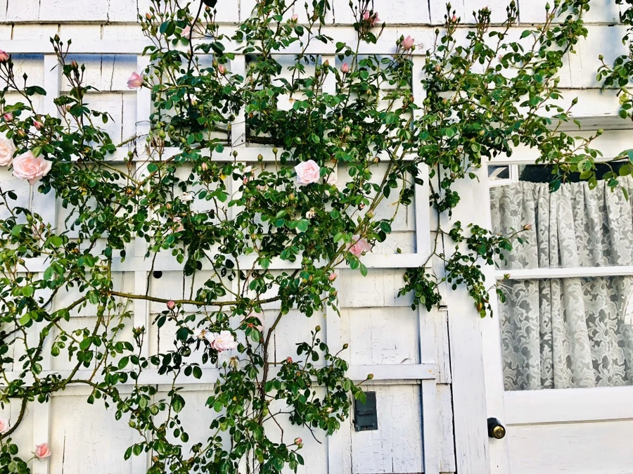 IMG_7773.jpg?type=w966