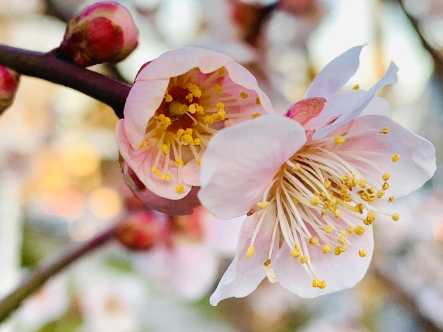 IMG_2259.jpg?type=w966