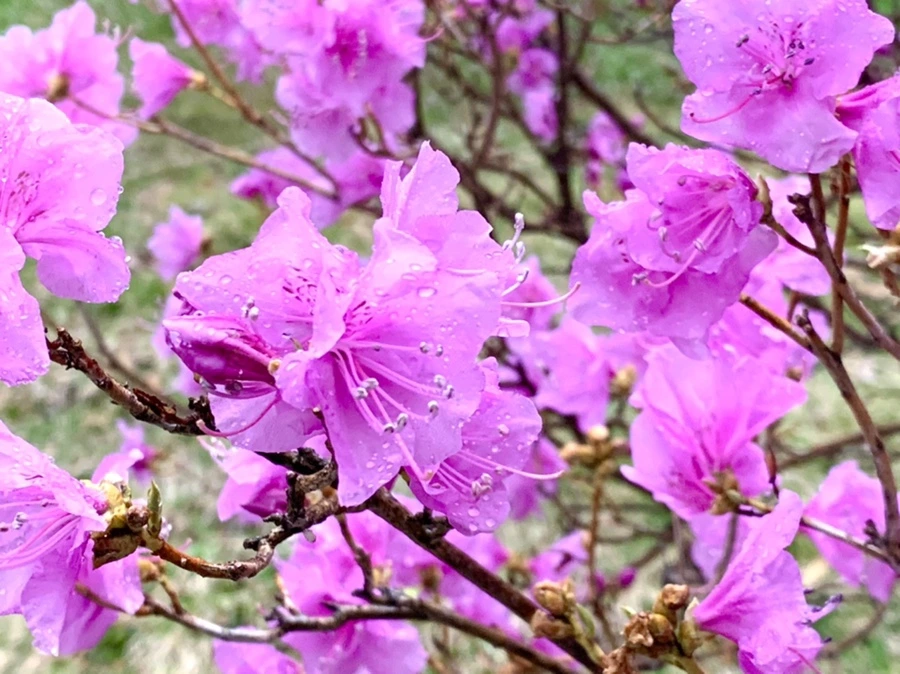 IMG_4886.jpg?type=w966