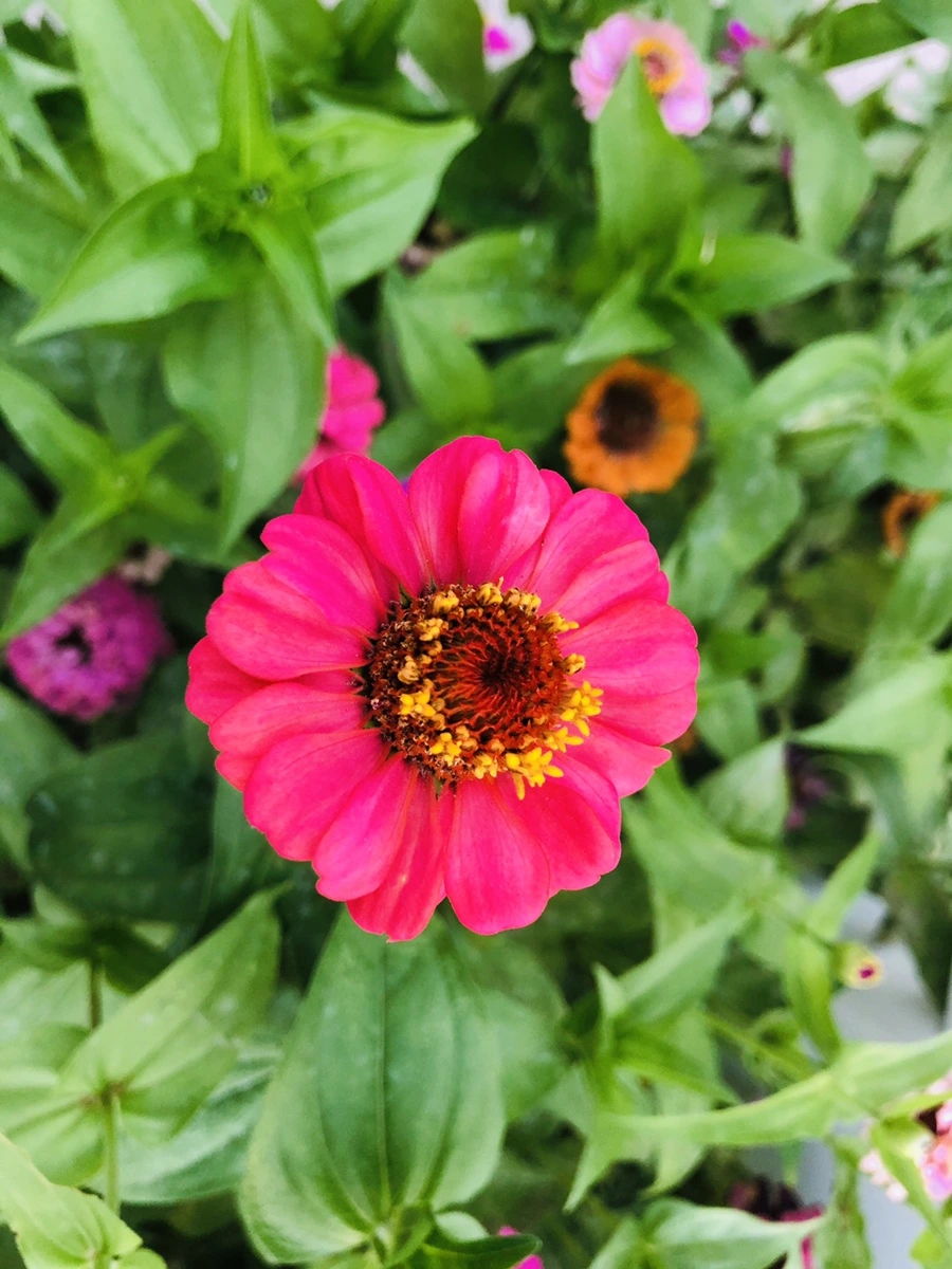 IMG_3644.jpg?type=w966