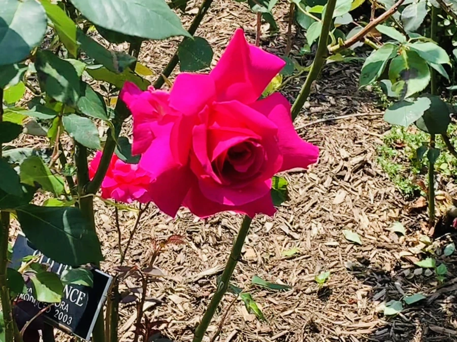 IMG_4399.jpg?type=w966