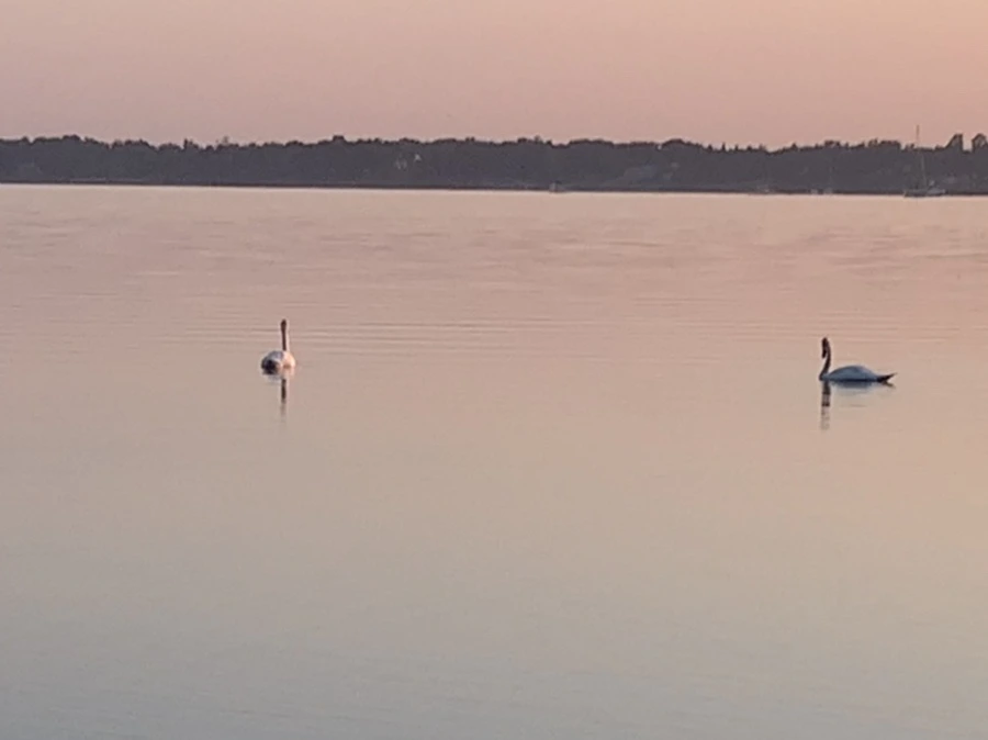 IMG_0180.jpg?type=w966