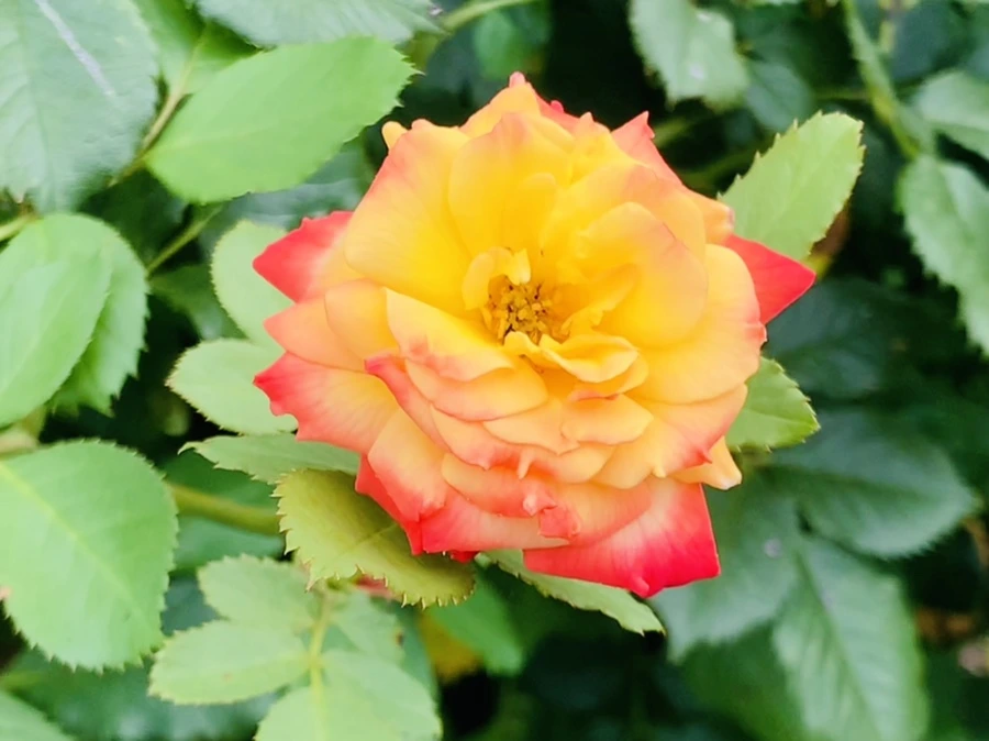 IMG_5059.jpg?type=w966