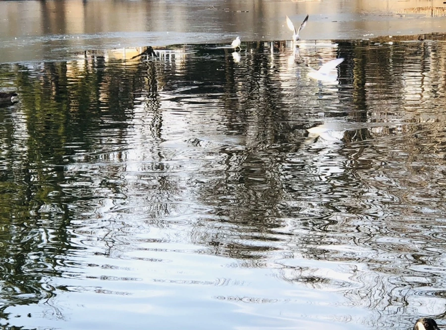 IMG_2660.jpg?type=w966