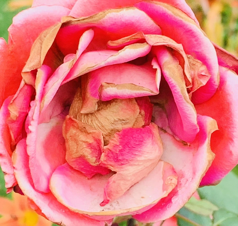 IMG_7329.jpg?type=w966