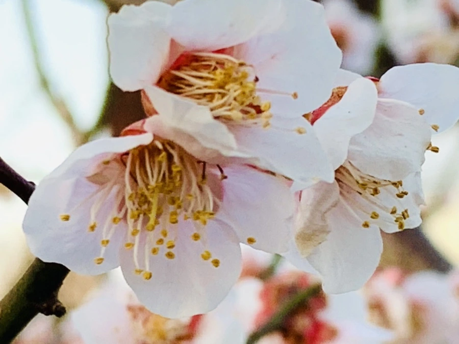 IMG_2841.jpg?type=w966