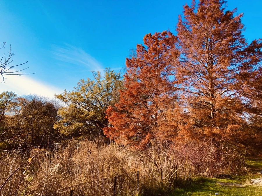 IMG_5317.jpg?type=w966