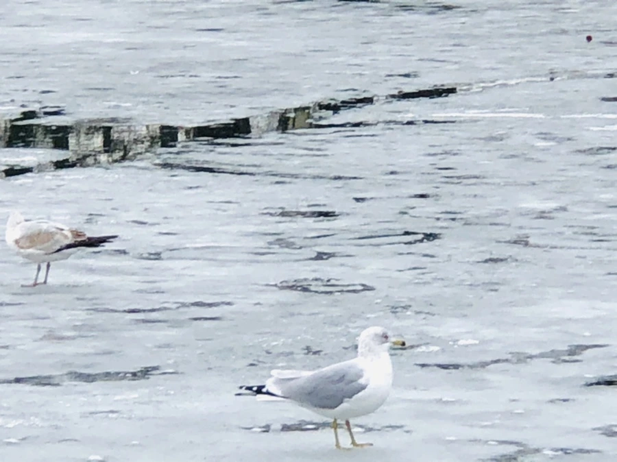 IMG_6399.jpg?type=w966