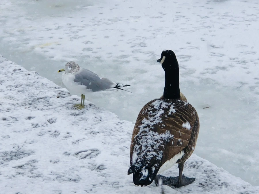 IMG_4213.jpg?type=w966