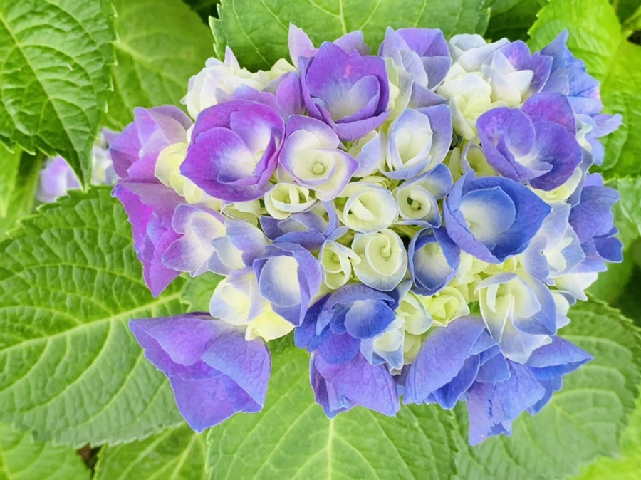 IMG_3544.jpg?type=w966