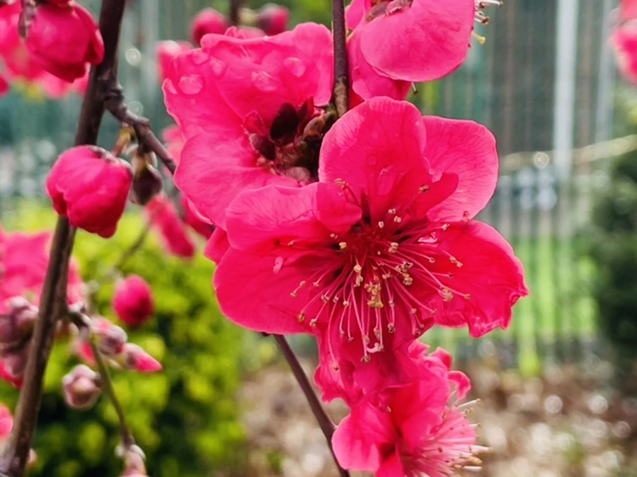 IMG_1273.jpg?type=w966