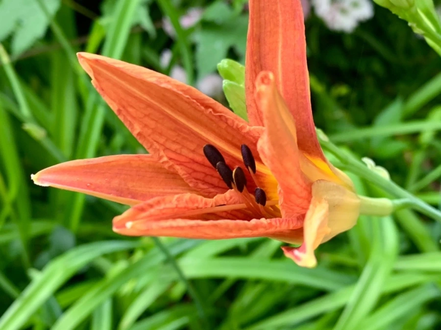 IMG_3554.jpg?type=w966