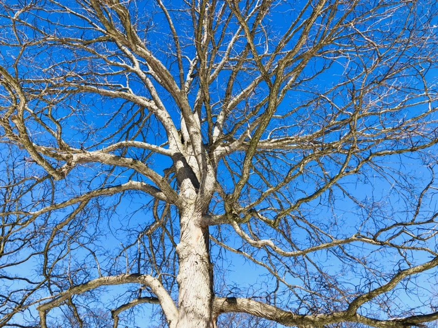 IMG_3970.jpg?type=w966